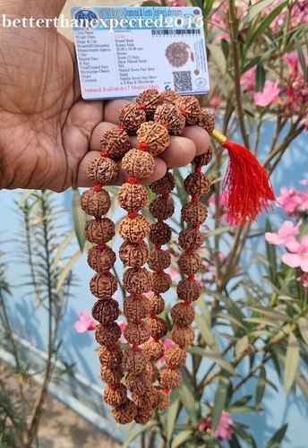 7 Mukhi Rudraksha / 7 Face Rudraksh Mala Rosary 18-20 mm Nepal Beads - Certified - Picture 3 of 5