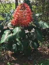 Orange Pagoda-Clerodendrum paniculatum-AKA Orange Pyramid Tower--STARTER PLANT