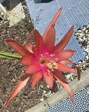 3 ENGLISH HYBRID 31 Aporocactus Aporophyllum Cactus Succulents