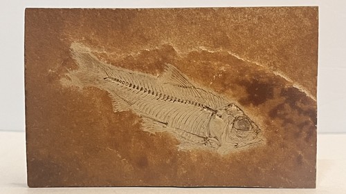 4.75” Knightia eocaena Fossil Fish Fossil Lake Green River Wyoming