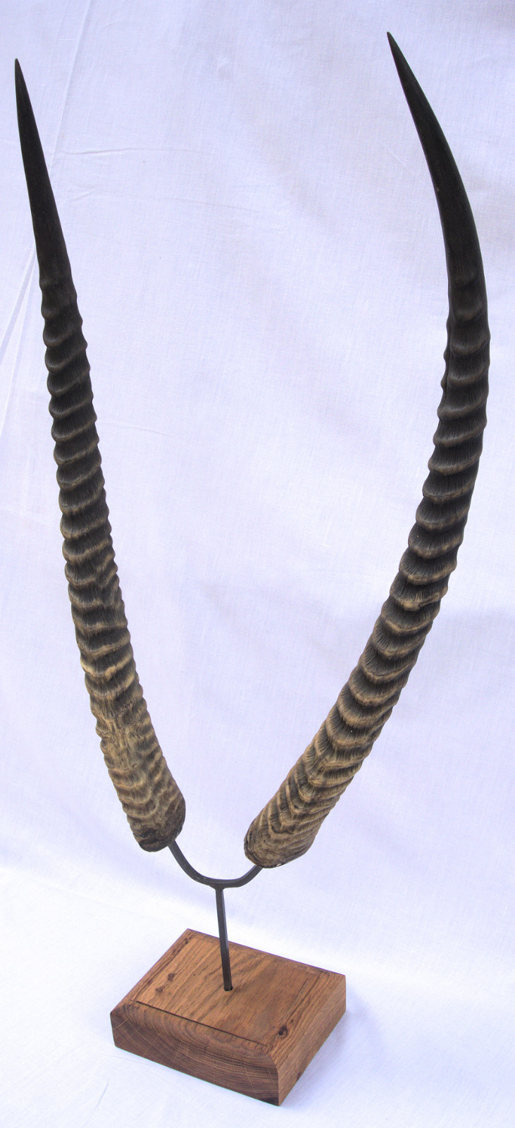 Trophée antilope waterbuck taxidermie de collection cornes 65cm - 4