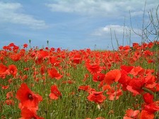 Common Poppy - Papaver rhoeas - 3g Seeds (25,000 Approx) - Native Wildflower