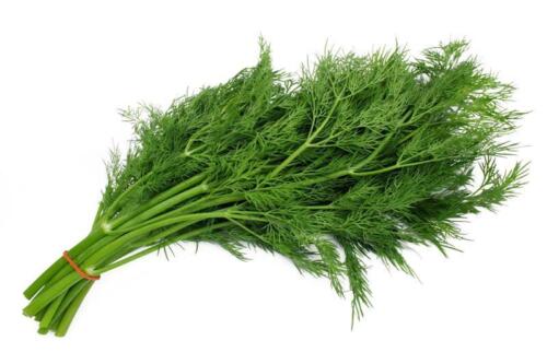 200+ Bouquet Dill Seeds(Anethum graveolens)Fresh Garden Herb USA - Foto 1 di 2