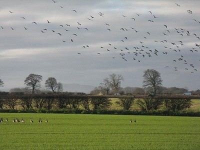 Photo A2 Staying put - we're not bothered! Pathhead/NT3964 A few geese  c2014