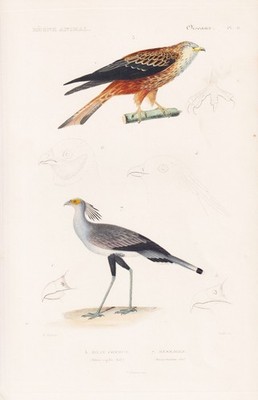 Milvus Milan Serpentarius Greifvögel bird Vögel engraving Stahlstich Cuvi 331619