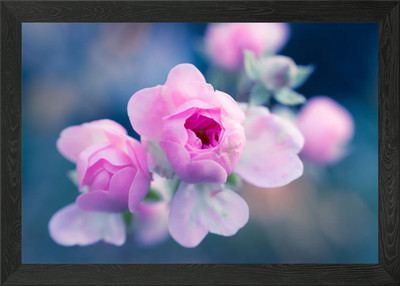Rosa Rosenblüte auf blau gerahmtes Wandbild Poster Leinwanddruck Bild