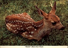 Mule Deer Fawn Canadian Rockies British Columbia Canada vintage postcard w769