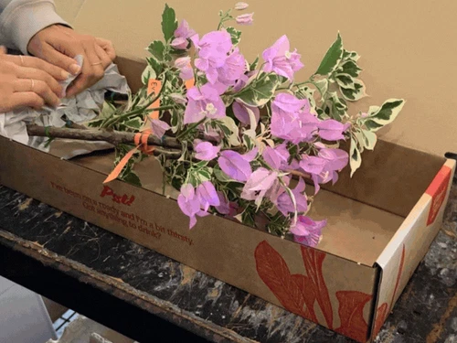 3 Plants | Larger Bougainvillea Assorted Pack Mixed Plants | Climbers - Picture 1 of 12