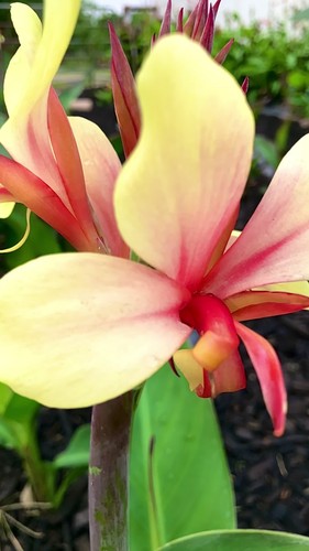 Canna Lily Rhizome, Gravitas (White, Creamy, Pink & Red Flower.) - Video 1 of 1
