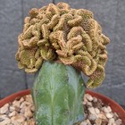 Foto 12 di 24