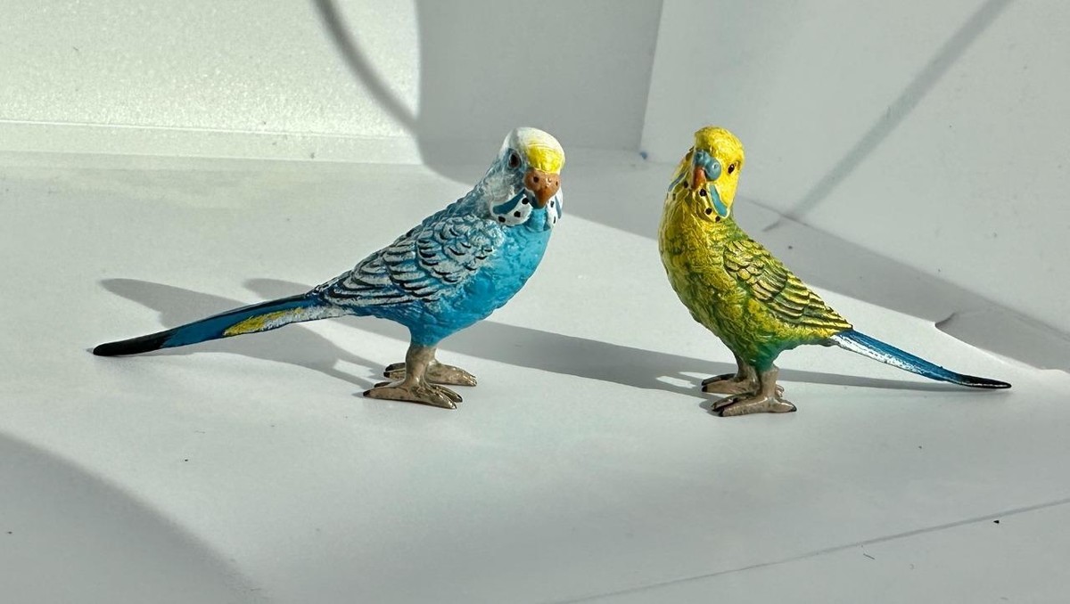 Two Parakeet Birds Bergman Austrian Vienna Bronze Parakeets Lovebird