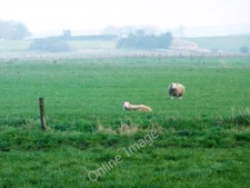 Photo 6x4 Sheep grazing on the Carrs Folkton East of Carr Lane. c2011