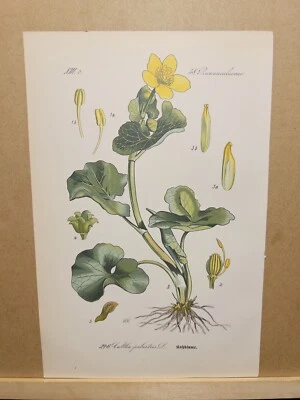 1886 ANTIK LITHOGRAPHIE ILLUSTRATION BOTANIK BLUME FLORA NATURE DECOR BILDER RAR - Bild 1 von 2