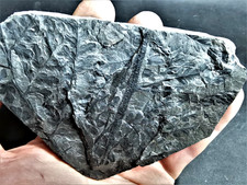 Mariopteris acuta – Carboniferous fossil fern