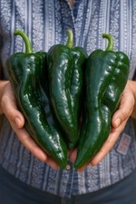100 Heirloom Ancho Poblano Gigantea Pepper Seeds - The Largest Heirloom Poblano