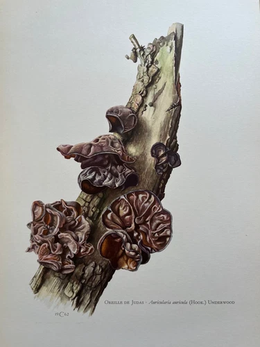 WOOD EAR mushroom print. Antique and vintage biology and nature lithograph.