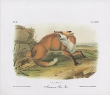 1989 Audubon Vintage "American RED Fox" Caught in Trap Mammal Color Lithograph