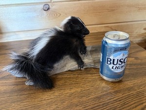 Baby Skunk Taxidermy Cute Cabin Decor Man Cave New  Beautiful!!!!!