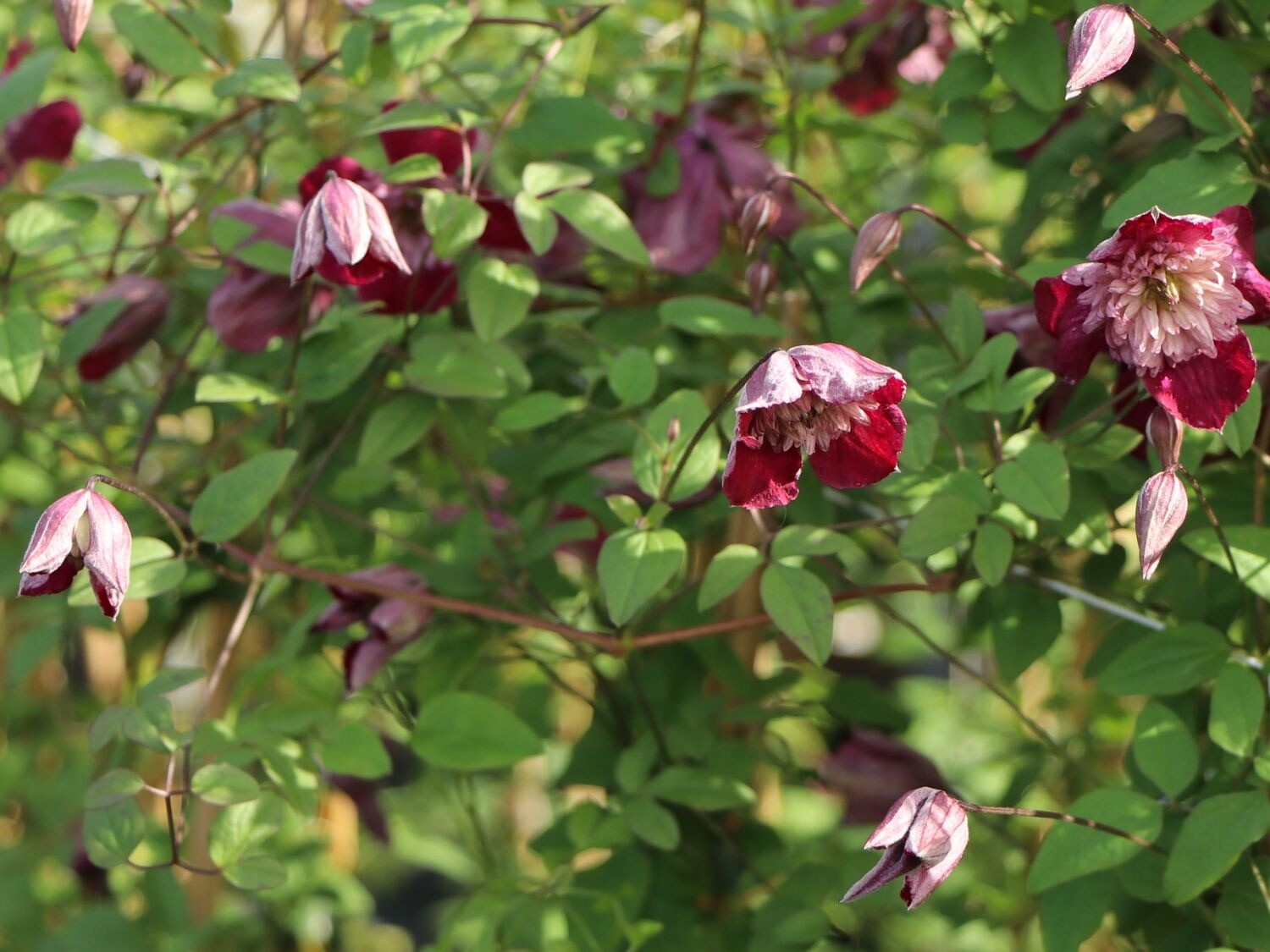 Clematis ‘Avante Garde’ Fast & Easy To grow Climbing Vine long