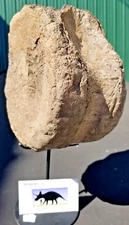 Triceratops Full Vert Centrum Fossil 6.5" Cretaceous Hell Creek MT w/stand 6.5lb