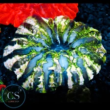 CS INSANE INDOPHYLIA 4-5" - WYSIWYG LIVE CORAL