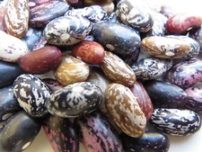Quail Dry Bean - fabulous array of patterns and colors in a vigorous bush bean