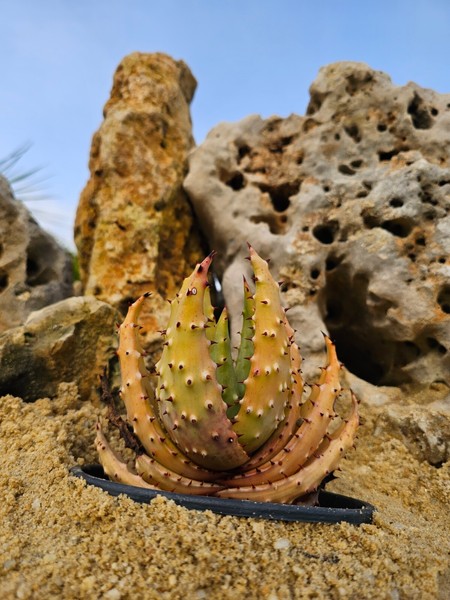 Aloe Aculeata var. Crousiana 18cm