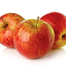 40 Anna Apple Tree Seeds - FRESH SEEDS