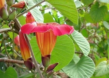 STICTOCARDIA Hawaiian Sunset Vine Live Tropical Plant Large Pink Yellow Flower