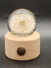 Sara Verdier Never Wither Dandelion Real Dandelion on Beech Wood Base