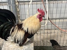 6  Serama Hatching Eggs