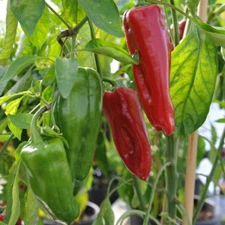 Sweet Marconi Rosso Pepper Seeds, Italian Pepper, NON-GMO, Variety Sizes Sold