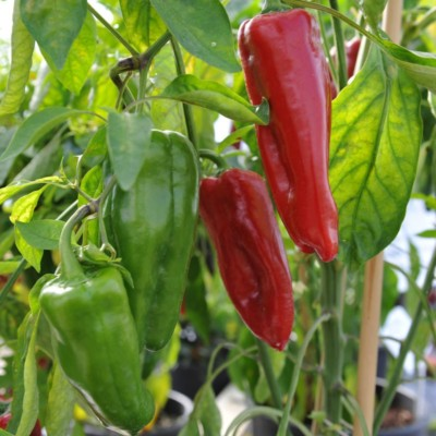 #ad #ad Sweet Marconi Rosso Pepper Seeds Italian Pepper NON GMO Variety Sizes Sold $21.59