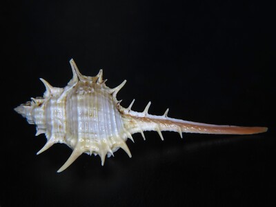 MUREX (S.S.) TRAPA: CURRENTLY THE LARGEST ON EBAY @ 100.05MM!