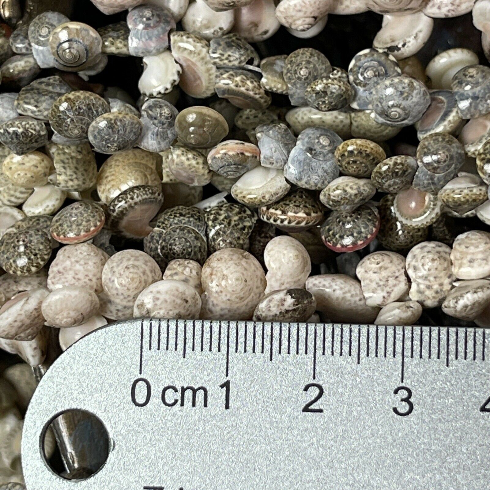 Shell Necklace Mini Shells Extra Long Nautical Oc… - image 8