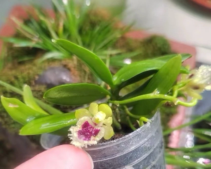 Haraella retrocalla Rare Taiwanese Species Orchid Established Blooming Size
Opens in a new window or