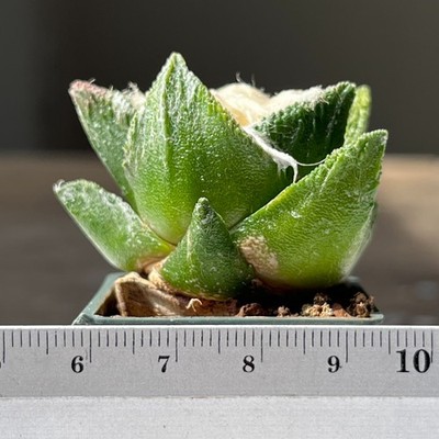 A56-245 Cactus bravoanus, VM288, El Nunez, grafted