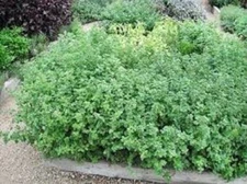 Premium Greek Oregano - Fresh Organic Heirloom Seed - Buy any 3 items, 10% off!
