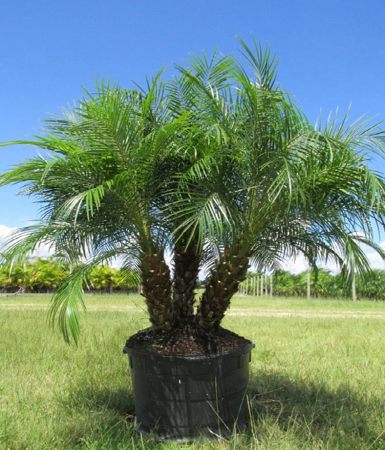 Roebelenii palm on sale