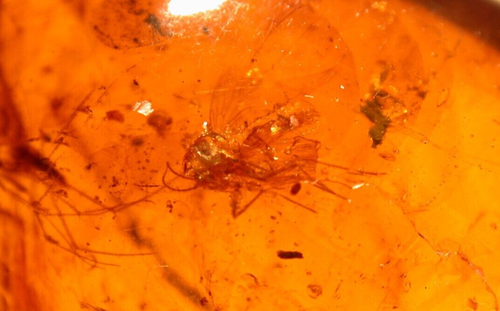 2 Cretaceous Mycetophilid Flies in Burmite Amber Fossil from Dinosaur Age - Picture 8 of 9