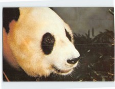 Postcard The Giant Panda