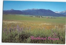 Postcard Lupin and daisies in Wallowa Valley Northeast Oregon USA