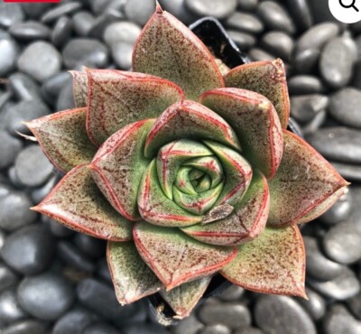 Echeveria Purpusorum In 2  Pot