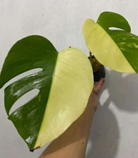 Monstera marmorata aureum variegata