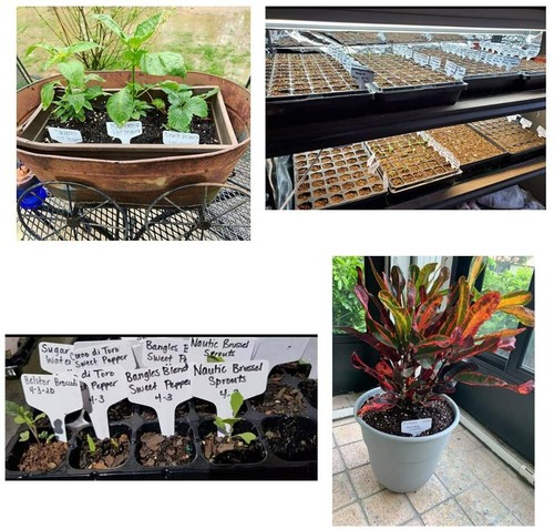 White T-Shaped Plant Labels | Color Mix Marker Seed Stake Reusable Waterproof - Bild 4 von 98