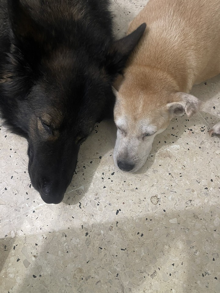 Browning B2000 12 Ga Shotgun Barrel 26” Skeet Choke.!!Perfect Dove