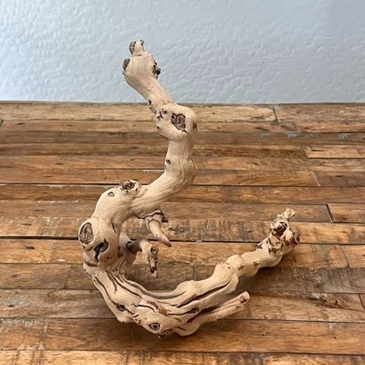 Sandblasted Grapewood Branch Decor Terrarium Accents