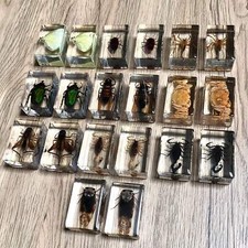 Small Real Bugs Insects In Clear Acrylic Block Resin Paperweight Taxidermy