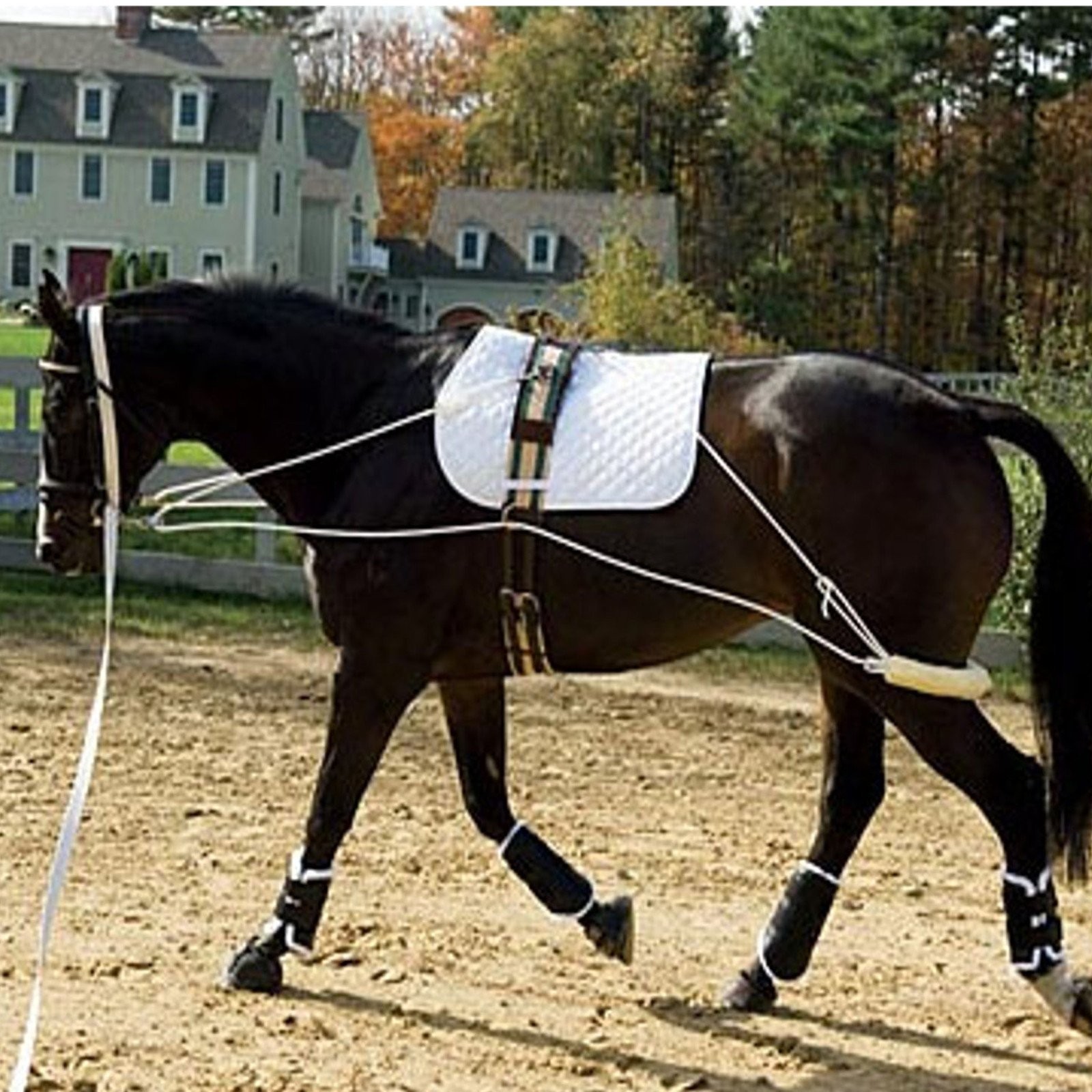 Ultimate Horse Lunging Training Aid System Lunge Equipment (Cob/Horse, Black)
