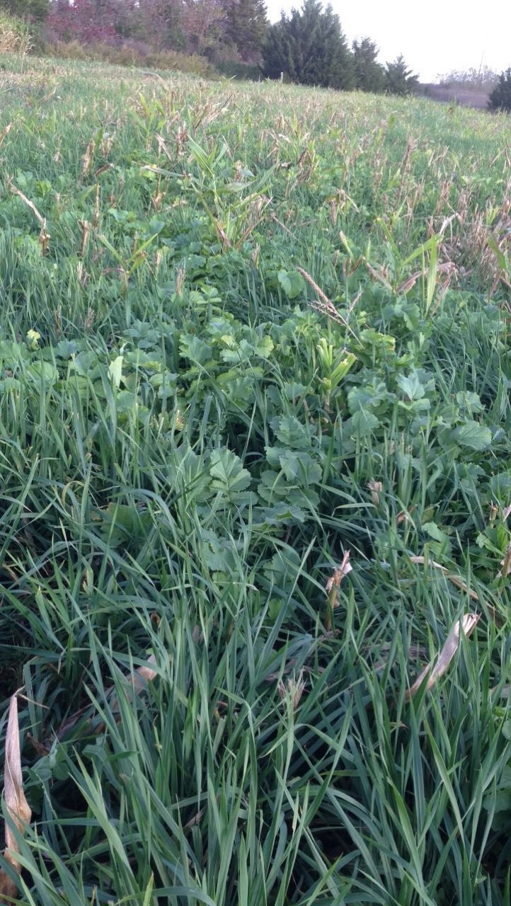 Spot On Winter Forage Oats Seed 10 lb Bag – Deer & Turkey Food Plot, Cold Hardy